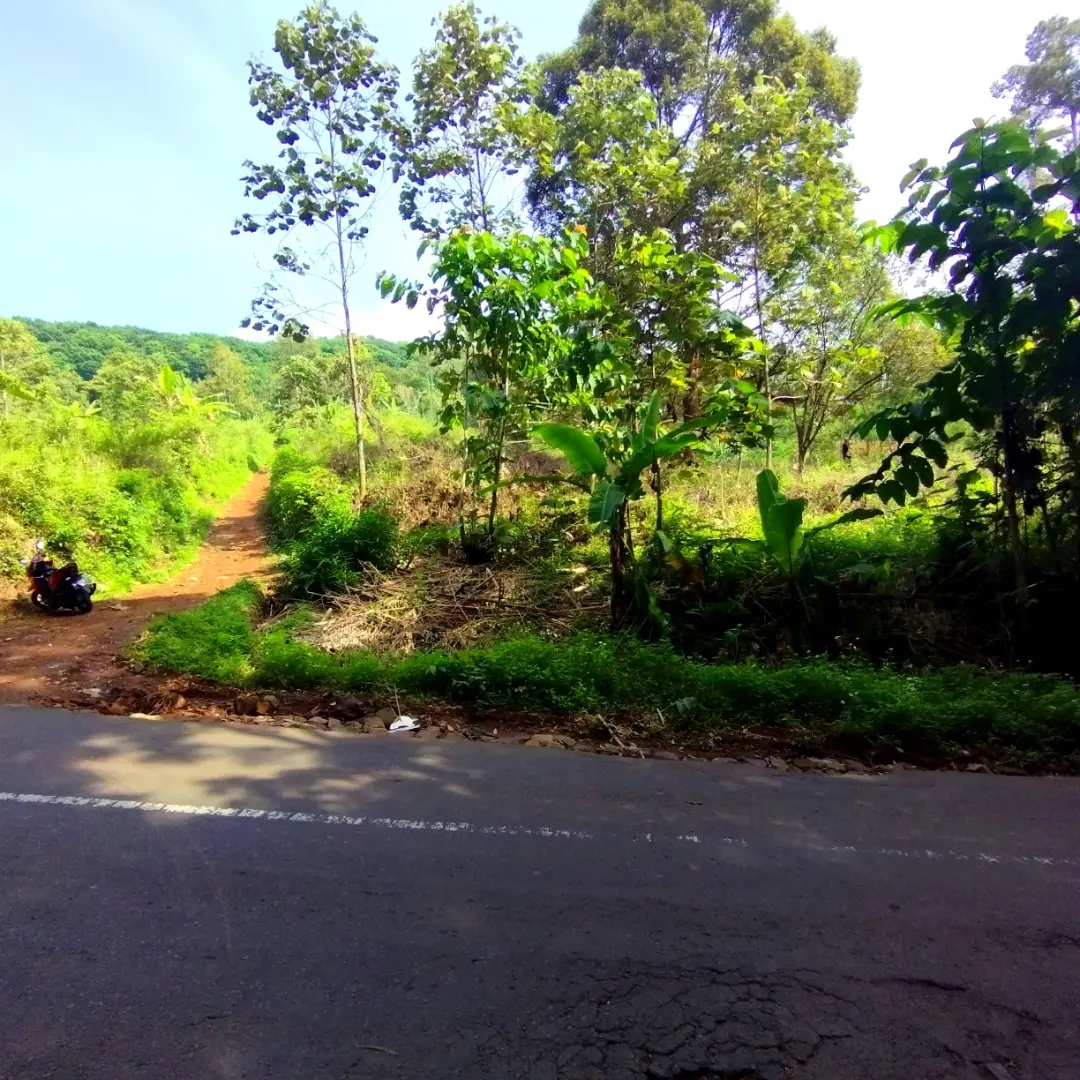 Tanah Murah Jalan Raya Trawas Pandaan