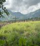 Ade