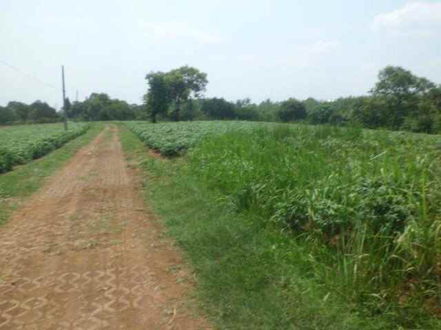 dijual kavling di parung hijau 1 kec kemang bogor