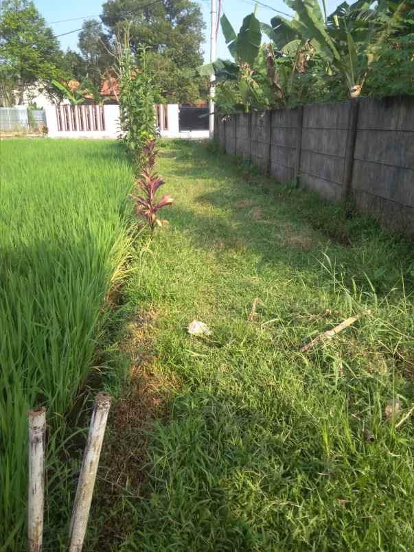 dijual tanah ciherang cutak ciapus