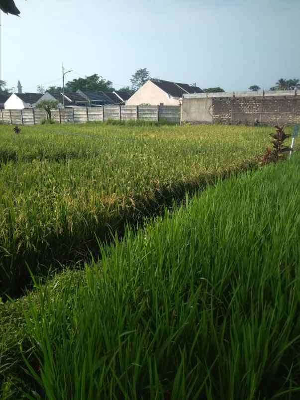 dijual tanah ciherang cutak ciapus