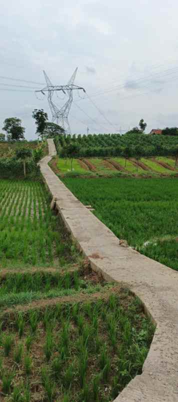 dijual tanah darmawangi