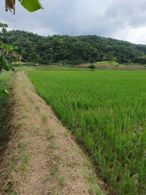 dijual tanah darmawangi