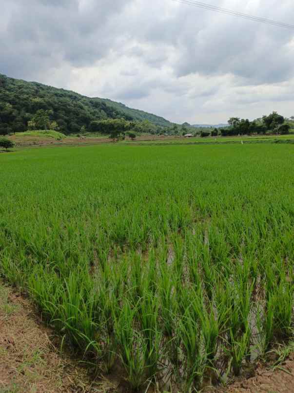 dijual tanah darmawangi