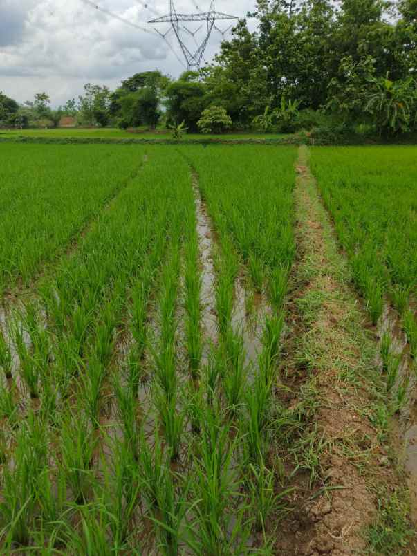 dijual tanah darmawangi