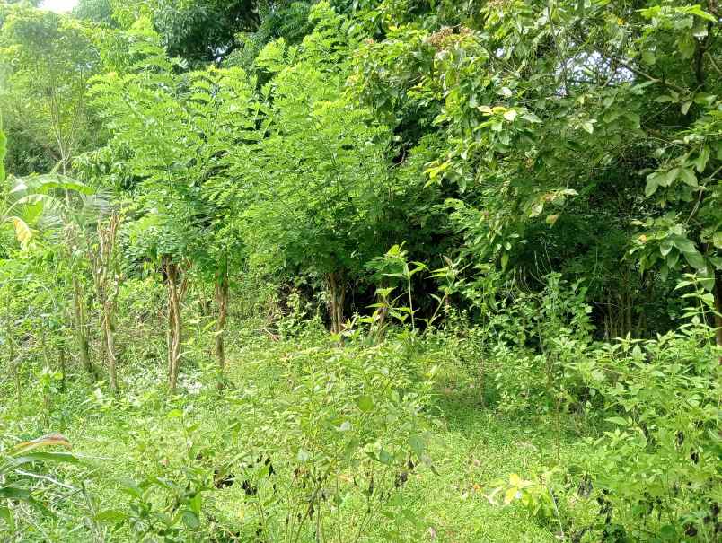 dijual tanah desa antap kec selemadeg