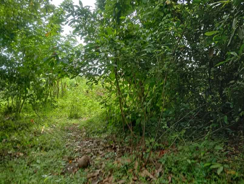 dijual tanah desa antap kec selemadeg