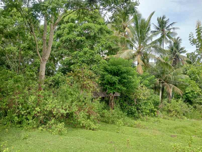 dijual tanah desa antap kec selemadeg