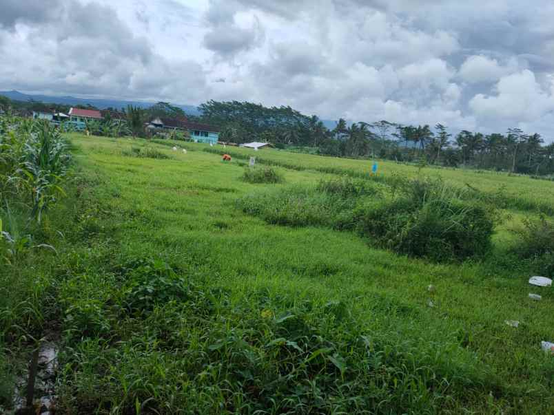 dijual tanah jalibar