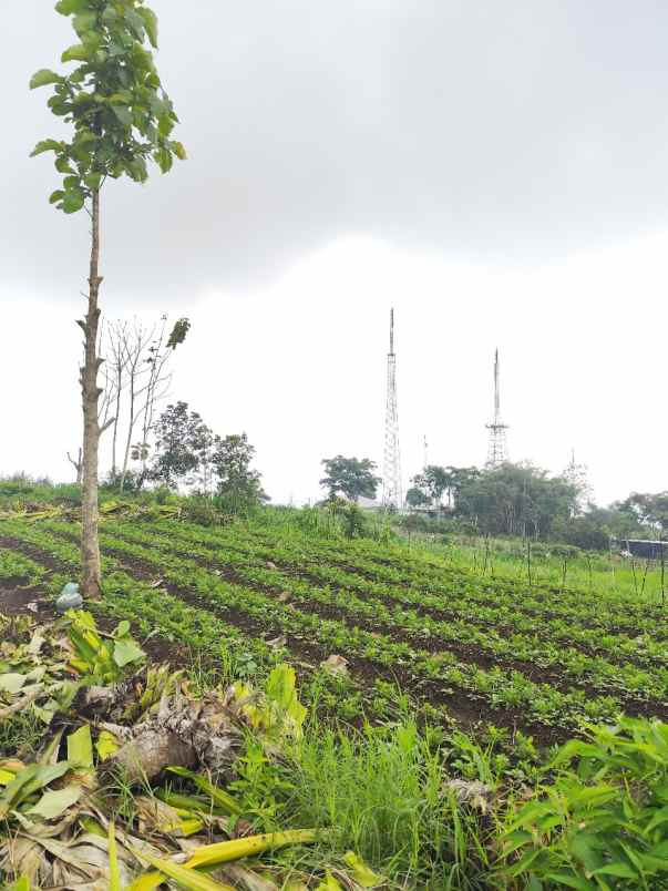dijual tanah jalibar oro oro ombo