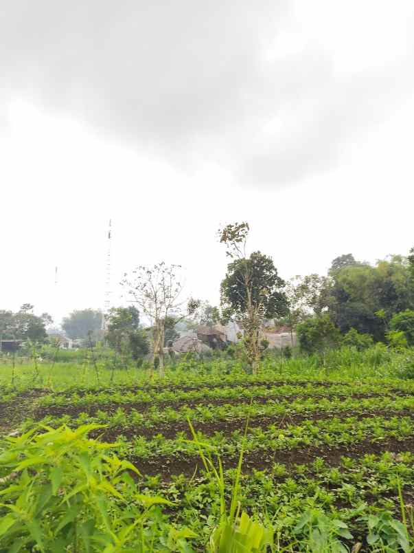 dijual tanah jalibar oro oro ombo