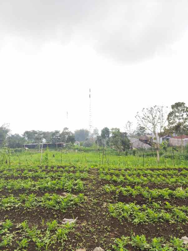 dijual tanah jalibar oro oro ombo