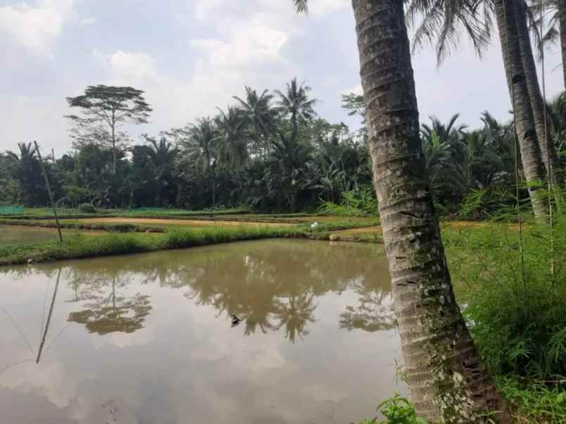 dijual tanah jl amd raya cibentang ciseeng