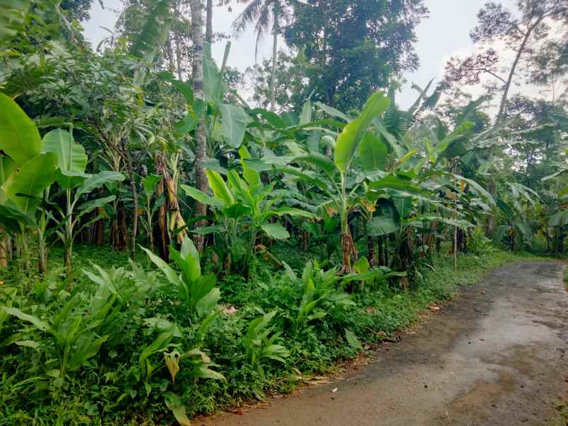 dijual tanah kebun akses jalan mobil di mandirancan