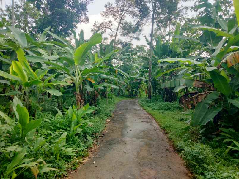 dijual tanah kebun akses jalan mobil di mandirancan