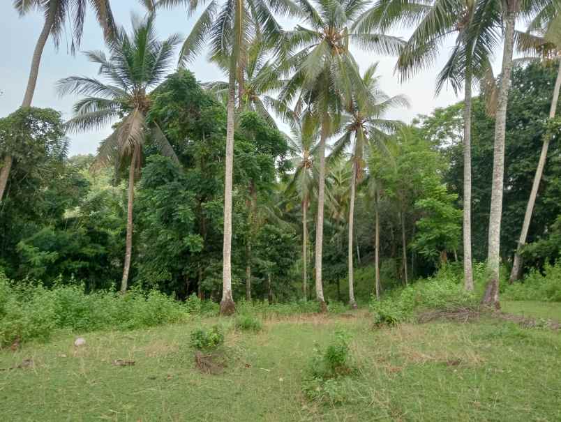 dijual tanah kebun los sungai murah
