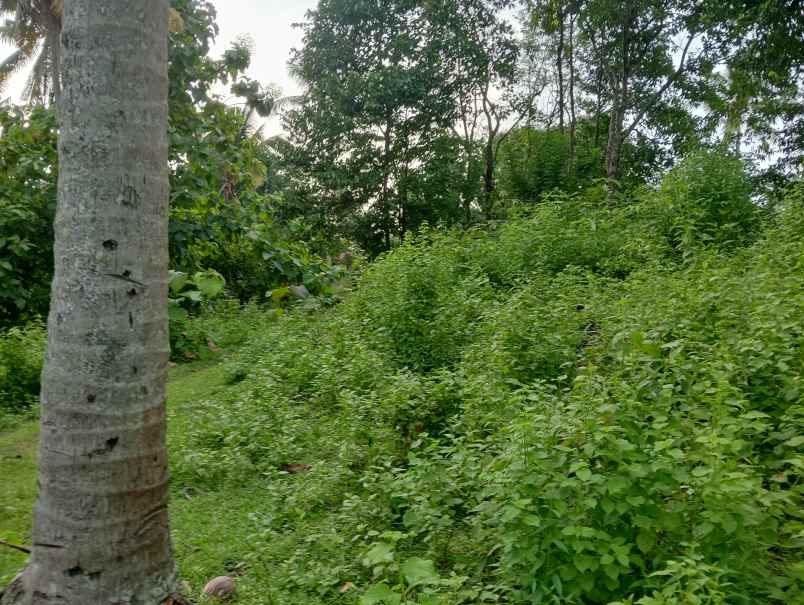 dijual tanah kebun los sungai murah