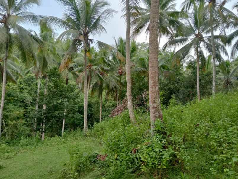 dijual tanah kebun los sungai murah