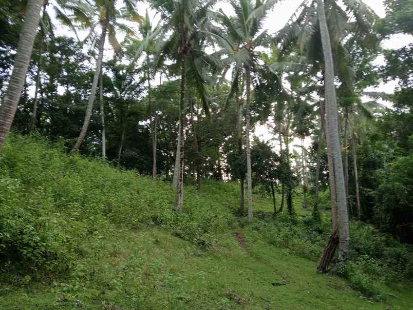 dijual tanah kebun los sungai murah