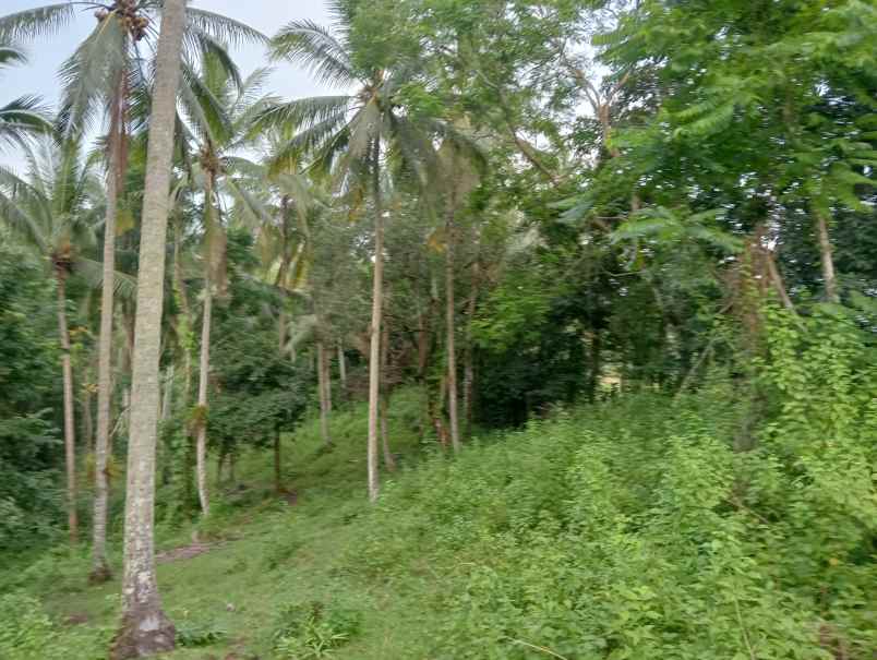dijual tanah kebun los sungai murah