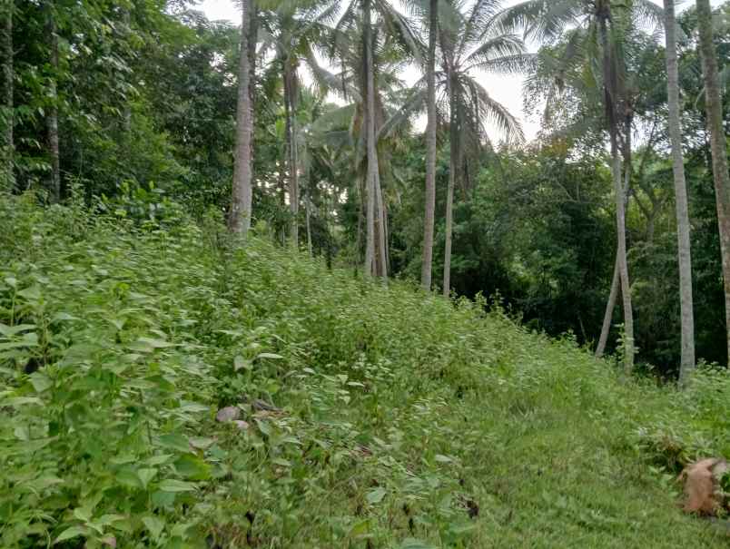 dijual tanah kebun los sungai murah