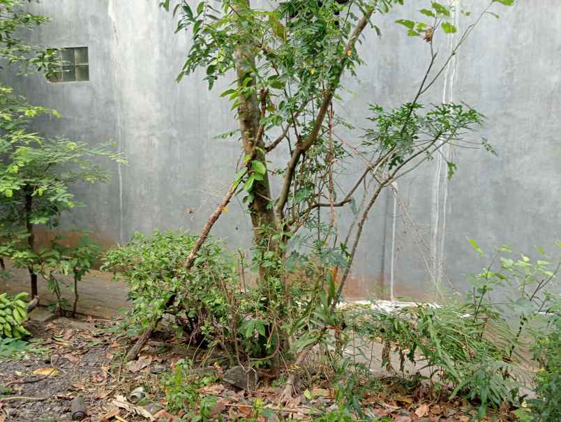 dijual tanah kebun murah