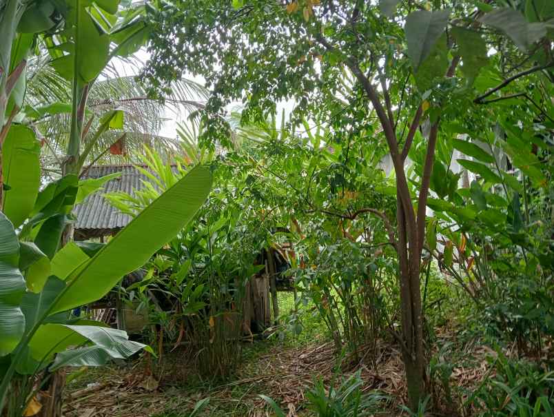 dijual tanah kebun murah