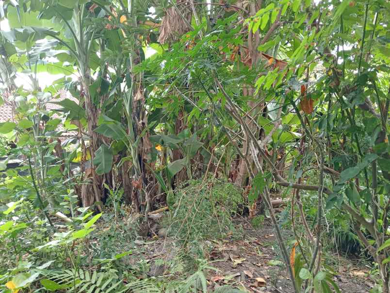 dijual tanah kebun murah