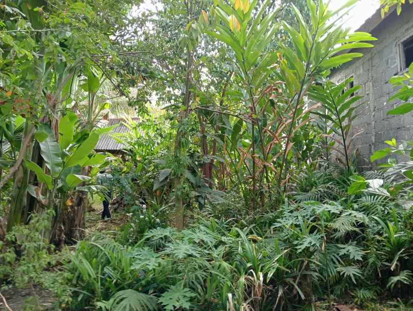 dijual tanah kebun murah