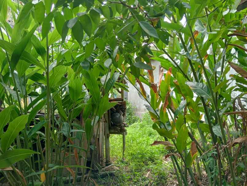 dijual tanah kebun murah