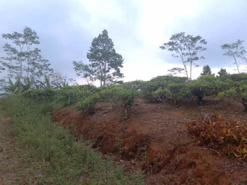 dijual tanah kebun produktif pinggir jalan