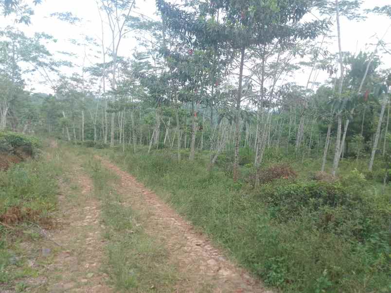 dijual tanah kebun produktif pinggir jalan