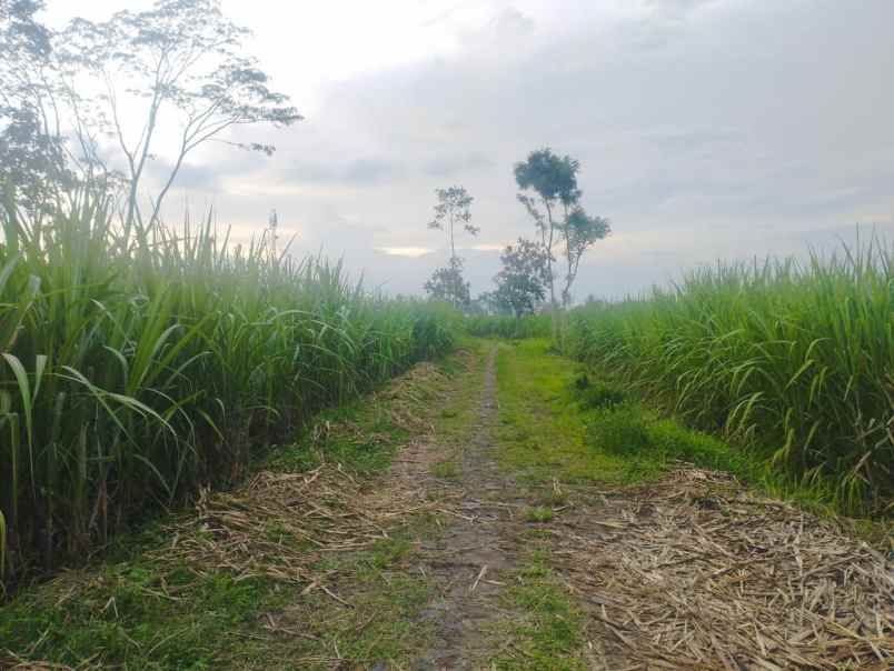 dijual tanah krajan gondanglegi