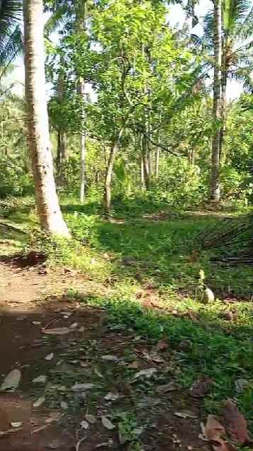 dijual tanah murah cocok untuk bangun villa di munduk