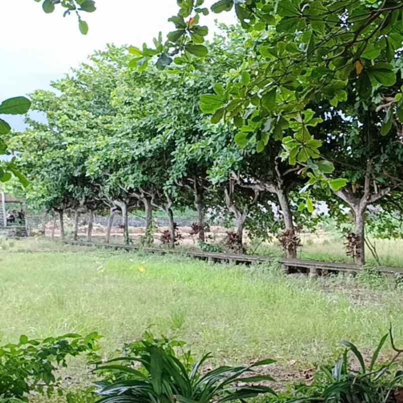 dijual tanah pantai padang galak