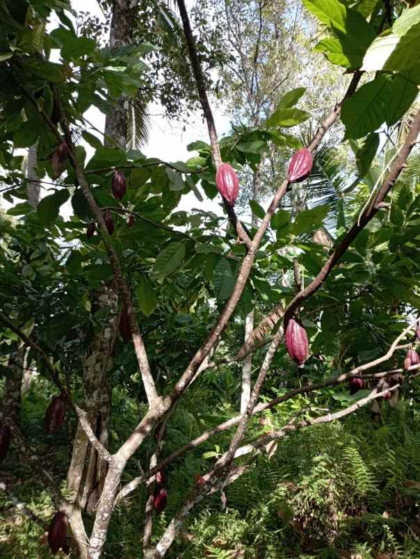 dijual tanah penyaringan mendoyo