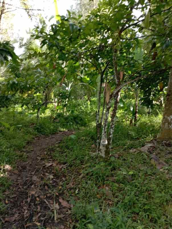 dijual tanah penyaringan mendoyo