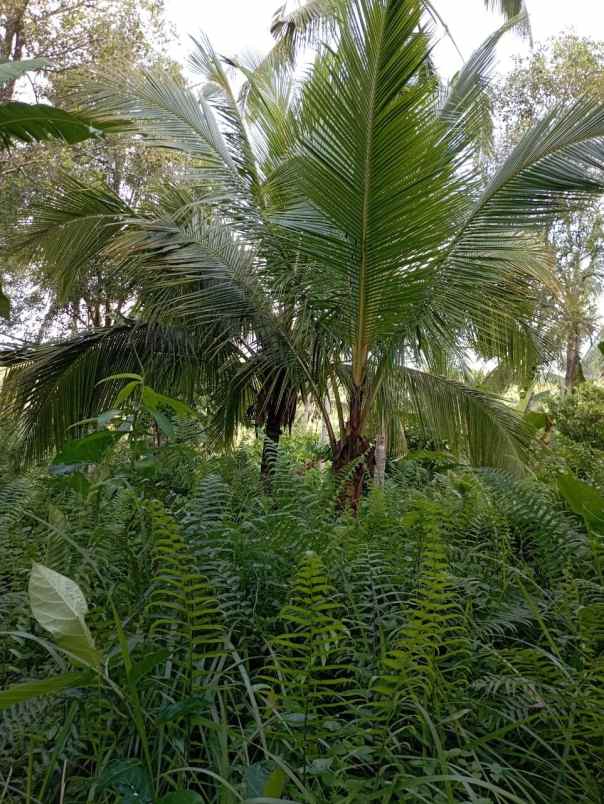 dijual tanah penyaringan mendoyo