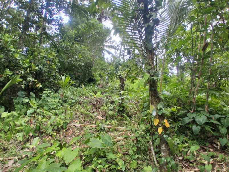 dijual tanah sawah dekat dengan desa wisata belimbing