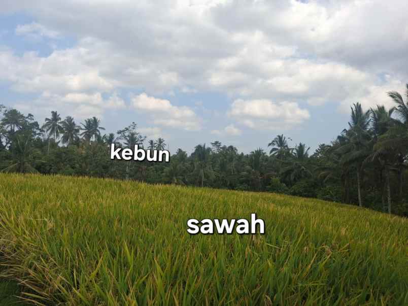 dijual tanah sawah dekat dengan desa wisata belimbing