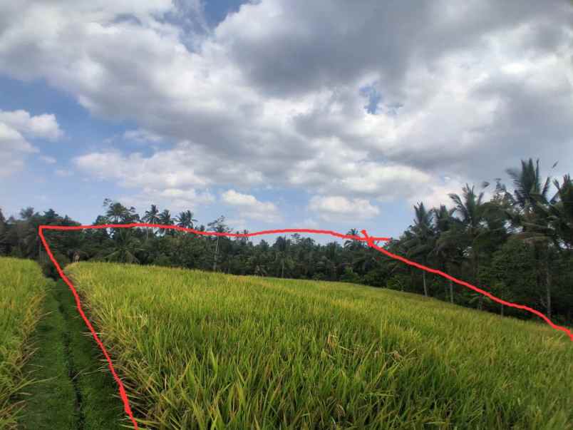dijual tanah sawah dekat dengan desa wisata belimbing