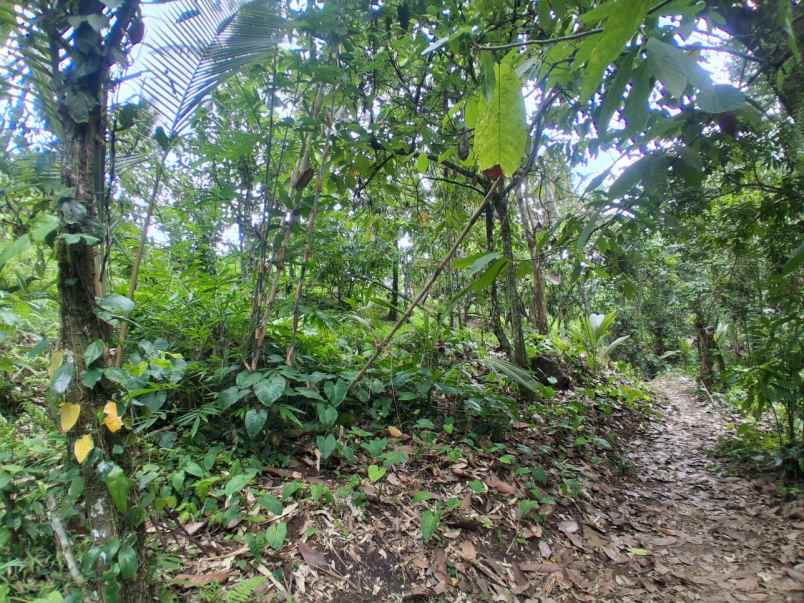 dijual tanah sawah dekat dengan desa wisata belimbing