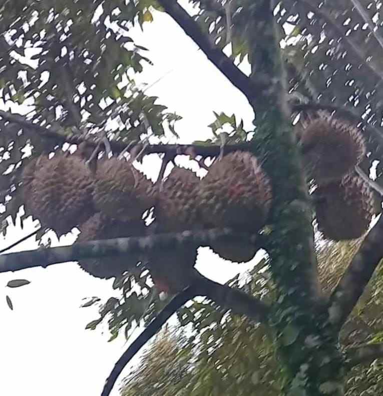 jual kebun durian dan villa