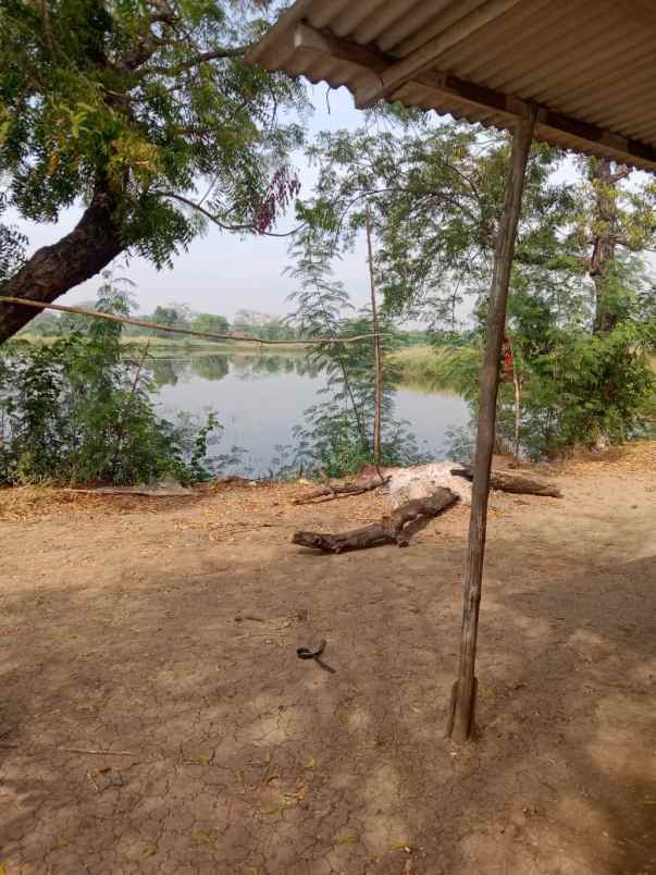 jual tambak luas dan produktif di bangunsari jabon