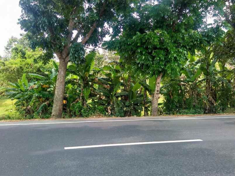 jual tanah di pinggir jalan raya denpasar gilimanuk