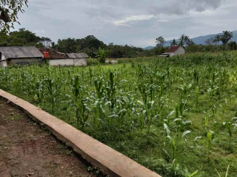 jual tanah kebun sawah