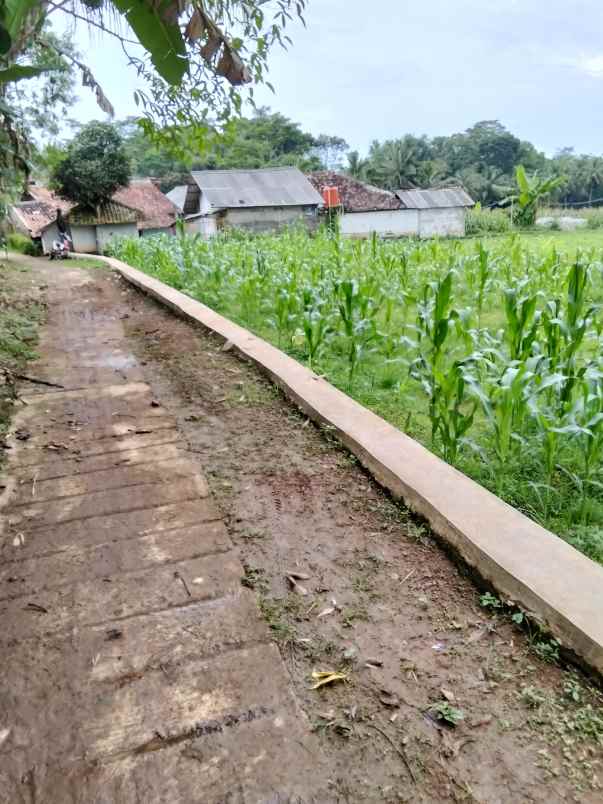 jual tanah kebun sawah