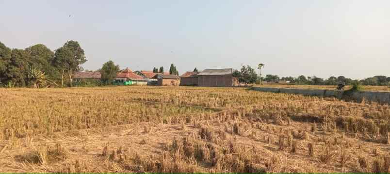 jual tanah sawah daerah pangulah baru