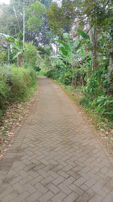 kebun durian kopi nangka pisang pasuruan madewo apples