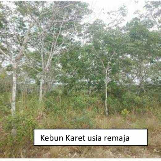 lahan kebun 98 1ha dengan tanah yang subur